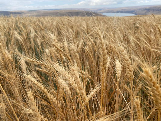 Understanding gluten in hair products